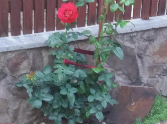 B&B a Sighişoara
